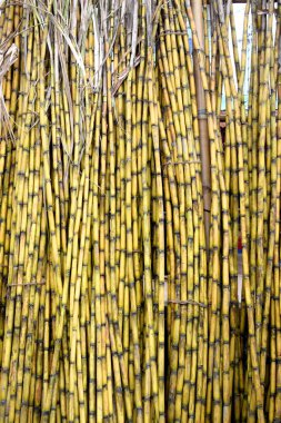 Sarı şeker kamışı ağaçları. Tarlada taze şeker kamışı yakın plan, Güzel Beyaz Şeker Kamışı Arka plan