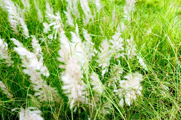 Beau Paysage Naturel Avec Fleur Chaton Avec Fond Vert — Photo