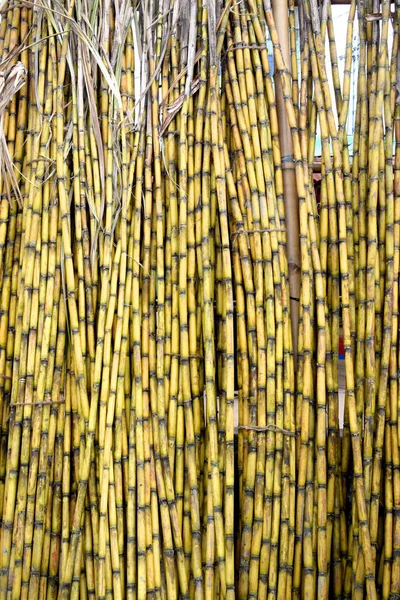 Желтые Сахарные Тростники Свежий Сахарный Тростник Поле Крупным Планом Красивый — стоковое фото