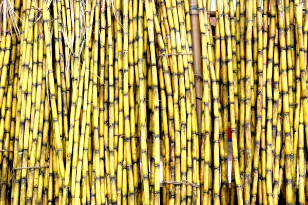 Des Arbres Canne Sucre Jaune Canne Sucre Fraîche Dans Champ — Photo