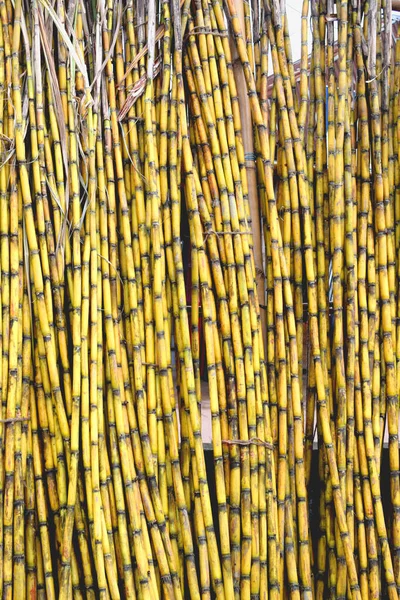 Żółte Trzciny Cukrowej Świeża Trzcina Cukrowa Polu Zbliżenie Piękne Białe — Zdjęcie stockowe