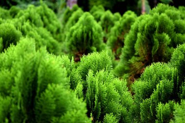 Bahçede güzel yeşil yapraklar