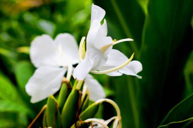 Güzel Bahçe Beyaz Çiçeği. Bahçedeki beyaz çiçeğin yakın çekimi. Beyaz, bitki ve doğa kavramı. Bahçede güzel beyaz çiçekler açar. Çiçek açma mevsimi,