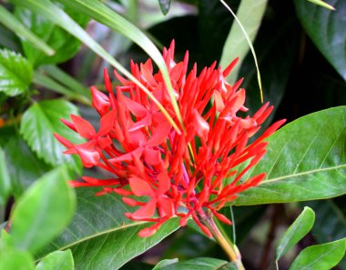 Güzel Bahçe Kırmızı Ixora çiçeği. Bahçede kırmızı Ixora Çiçeği 'nin yakın çekimi. Kırmızı çiçek, bitki ve doğa konsepti. Bahçede güzel kırmızı çiçek açar. Çiçek açma mevsimi, Ixora .