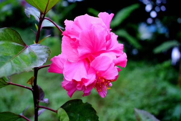 Belle Fleur Hibiscus Rose Jardin Gros Plan Sur Fleur Rose — Photo