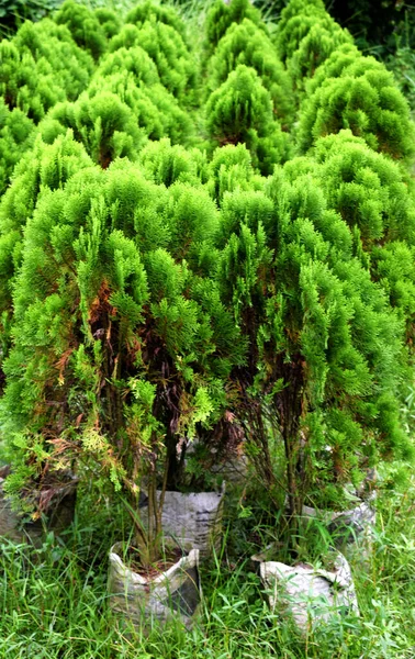 Schöne Leuchtend Grüne Blätter Garten — Stockfoto