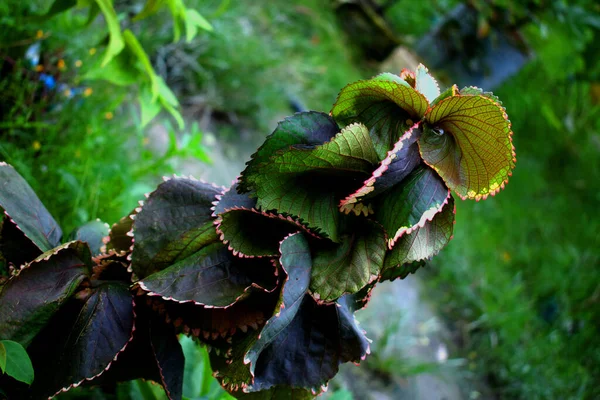 Hermosas Hojas Verdes Brillantes Jardín — Foto de Stock