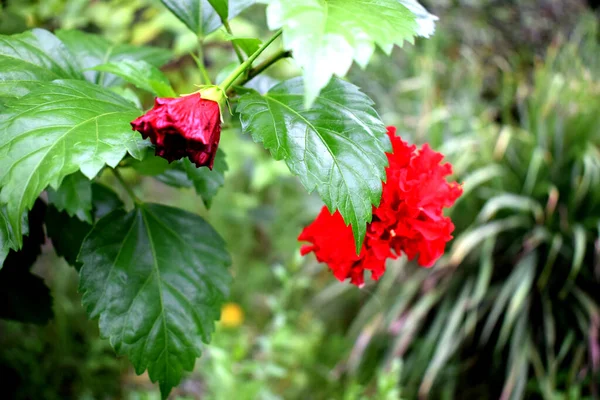 美しい庭の赤いハイビスカスの花 庭で赤いハイビスカスの花のショットを閉じます 赤ハイビスカスの花 植物や自然の概念 庭に美しい赤い花を咲かせます 開花期 — ストック写真