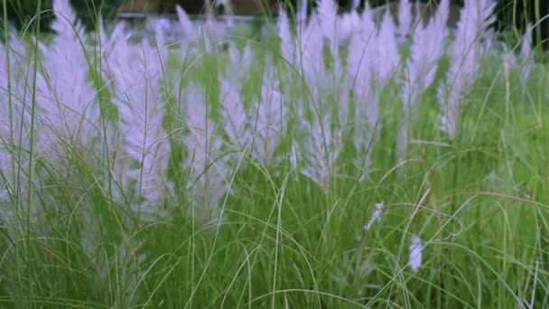 Bela Flor Branca Kash Com Fundo Verde Missão Grama Onda — Vídeo de Stock