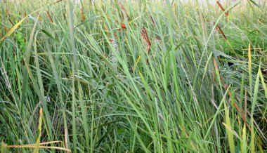 Güneş arkaplanlı kedi çiçekli güzel bir doğal manzara, Yeşil Çimen