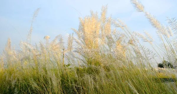 Krásná Přírodní Scenérie Kočičí Květ Zeleným Pozadím Kash Flower — Stock fotografie