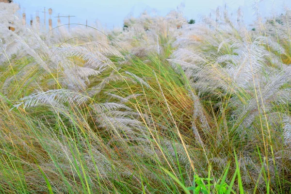 Eine Schöne Natürliche Landschaft Mit Kätzchenblume Mit Grünem Hintergrund Kash — Stockfoto