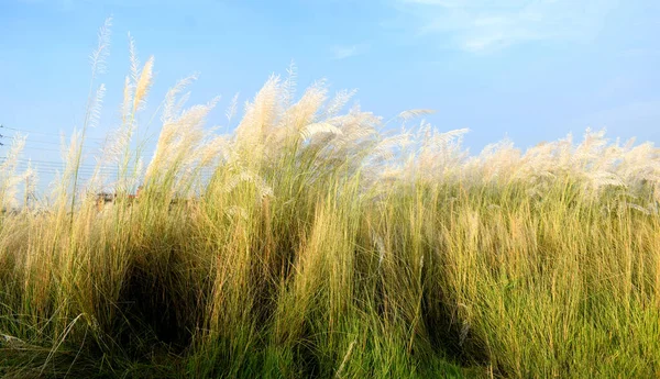 Eine Schöne Natürliche Landschaft Mit Kätzchenblume Mit Grünem Hintergrund Kash — Stockfoto