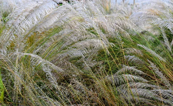 Eine Schöne Natürliche Landschaft Mit Kätzchenblume Mit Grünem Hintergrund Kash — Stockfoto