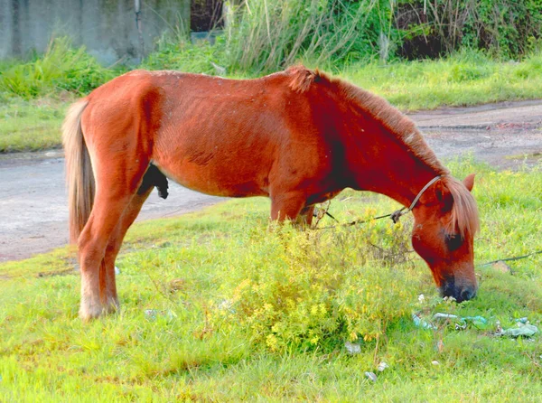 Smuk Rød Hest Græsning Eng Foråret - Stock-foto