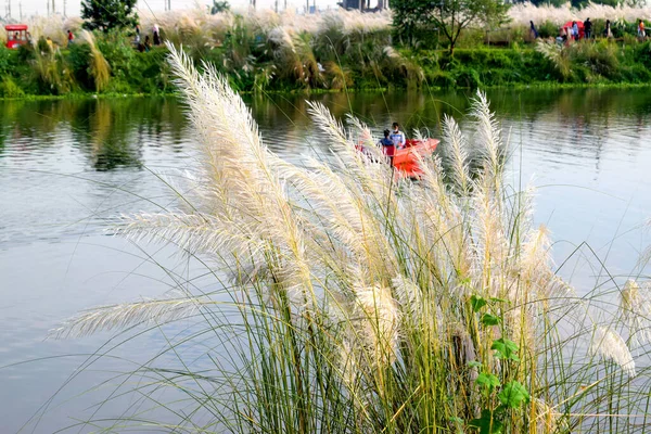 Hermoso Paisaje Natural Con Flores Pegajosas Con Fondo Verde Kash — Foto de Stock