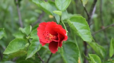 Güzel Bahçe Kırmızı Hibiscus çiçeği. Bahçede Red Hibiscus çiçeğinin yakın plan çekimi. Kırmızı Hibiscus çiçeği, bitki ve doğa konsepti. Bahçede güzel kırmızı çiçek açar. Çiçek açma mevsimi,