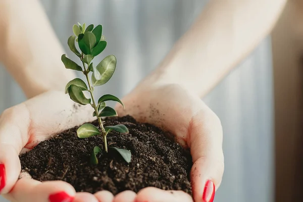 Handful of Soil with Young Plant Growing. Concept and symbol of growth, care, sustainability, protecting the earth, ecology and green environment. Caucasian female hands.
