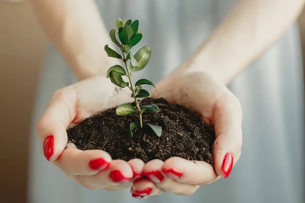 Handful of Soil with Young Plant Growing. Concept and symbol of growth, care, sustainability, protecting the earth, ecology and green environment. Caucasian female hands.