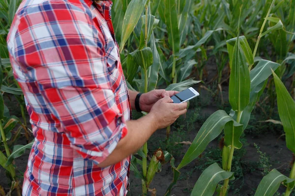 American farmer in cornfield. Farmer, close up of face in corn field. Farmer having fun and dancing, looking at camera. farming concept advanced technology in agriculture