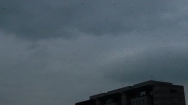 gökyüzünde çember ve Uçan Kuşlar sürüsü. bulutlu sonbahar günü, gri gökyüzü, açık havada. hareket 4k görüntüleri