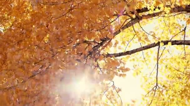 Ήλιος Λάμπει Μέσω Πέφτουν Φύλλα Που Είναι Φυσάει Αεράκι Αργή — Αρχείο Βίντεο