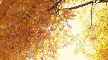 Güneş parlıyor rüzgarda üfleme yaprakları düşer. Ağır çekim.