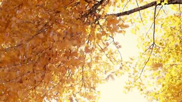 Güneş Parlıyor Rüzgarda Üfleme Yaprakları Düşer Ağır Çekim — Stok video