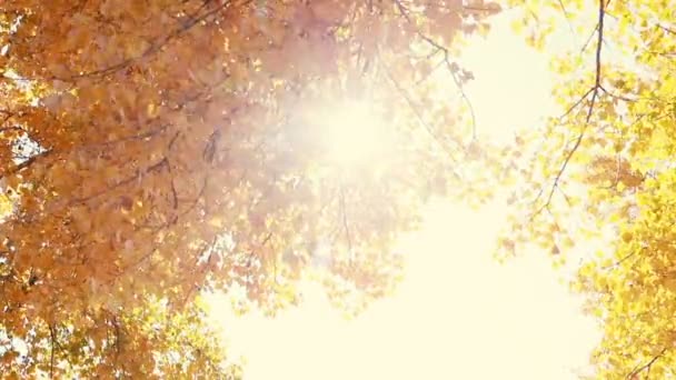 風に吹かれて葉を秋を通して輝く太陽 スローモーション — ストック動画