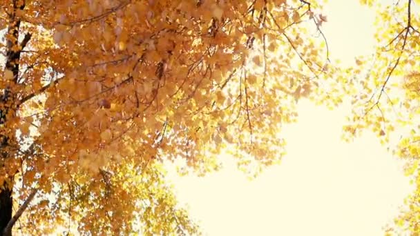 Die Sonne Scheint Durch Herbstblätter Die Wind Wehen Zeitlupe — Stockvideo