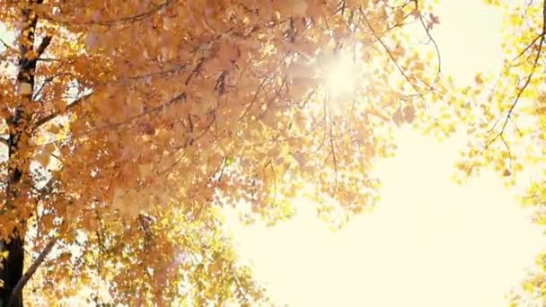 Die Sonne Scheint Durch Herbstblätter Die Wind Wehen Zeitlupe — Stockvideo