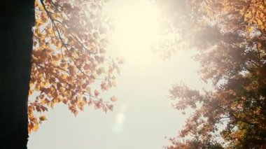 Güneş parlıyor rüzgarda üfleme yaprakları düşer. Ağır çekim.