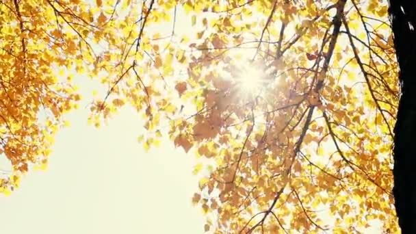 Soleil Brille Travers Les Feuilles Automne Soufflant Dans Brise Mouvement — Video