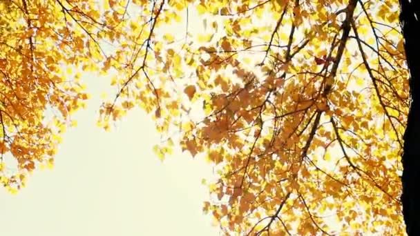 Sol Brilhando Através Folhas Outono Soprando Brisa Movimento Lento — Vídeo de Stock