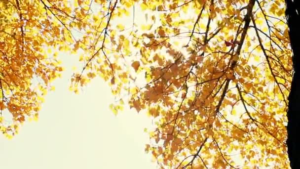 Soleil Brille Travers Les Feuilles Automne Soufflant Dans Brise Mouvement — Video