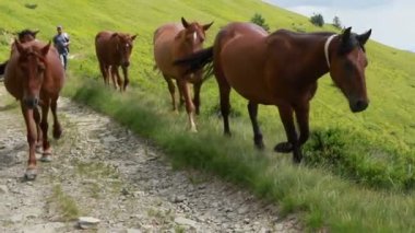 Mustang atları sürüsü çayırlarda, çayırlarda ve tepelerdeki ağaçlarda dört nala koşar.