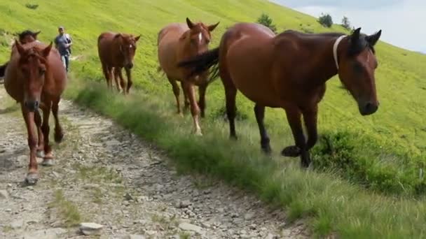 Stado Koni Mustangów Galopuje Przez Pędzel Łąki Drzewa Podnóża Gór — Wideo stockowe