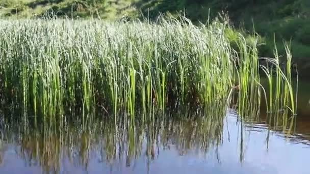 山林湖中的绿松石水 有松树 蓝色湖泊和绿色森林的空中景观 俯瞰山林之间的湖面 在晶莹清澈的高山湖水之上 — 图库视频影像