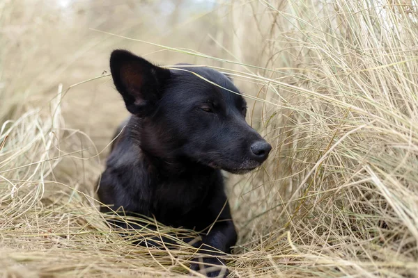 美丽的黑色小狗 在大自然的秋天坐在干草上 像哲学家一样思考 — 图库照片