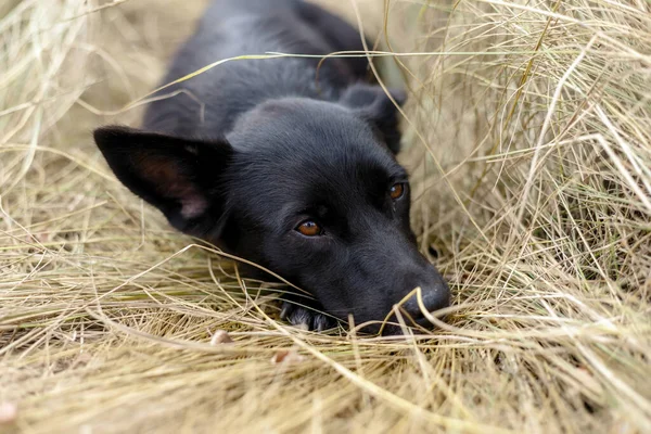 美丽的黑色小狗 在大自然的秋天坐在干草上 像哲学家一样思考 — 图库照片