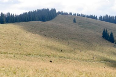 Dağlarda yaz manzarası ve bulutlu koyu mavi gökyüzü. Romanya 'daki Güney Karpatlar' ın bir parçası olan Bucegi Dağları 'ndan manzara çok sisli bir günde