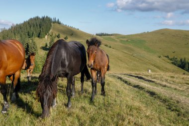Atlar dağlara karşı bir dağ çayırında otladı. Yaz