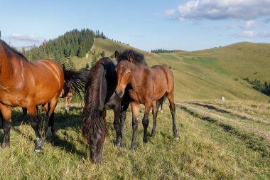 Atlar dağlara karşı bir dağ çayırında otladı. Yaz