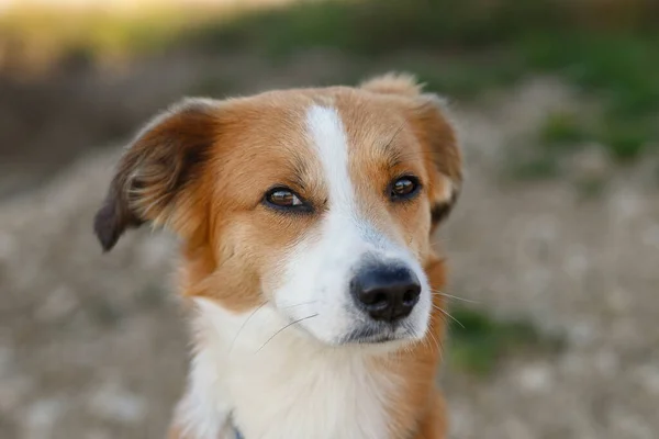 Närbild Porträtt Ung Rödbrun Och Vit Blandras Hund Tittar Upp — Stockfoto