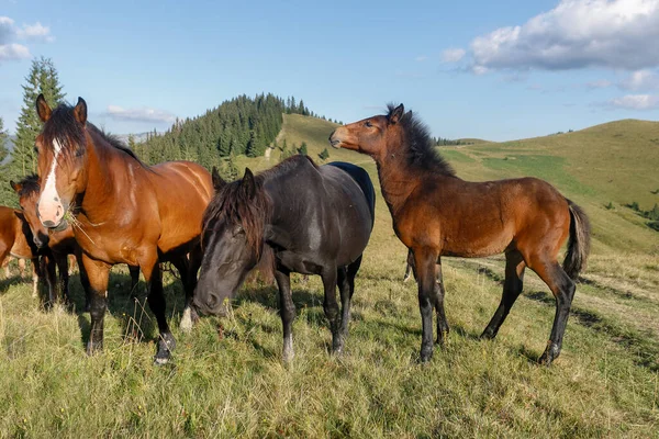 Horses Grazed Mountain Pasture Mountains Summer — Stock Photo, Image