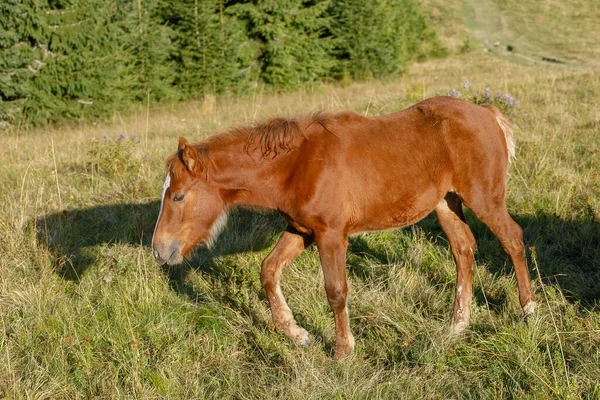 Koně Pásli Horských Pastvinách Proti Horám Léto — Stock fotografie