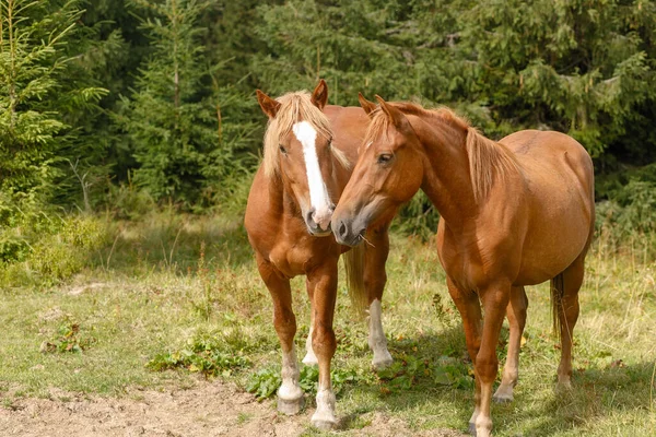 Horses Grazed Mountain Pasture Mountains Summer — Stock Photo, Image