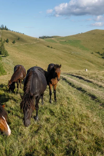 Horses Grazed Mountain Pasture Mountains Summer — Stock Photo, Image