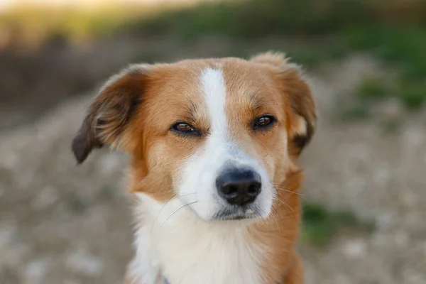 Närbild Porträtt Ung Rödbrun Och Vit Blandras Hund Tittar Upp — Stockfoto