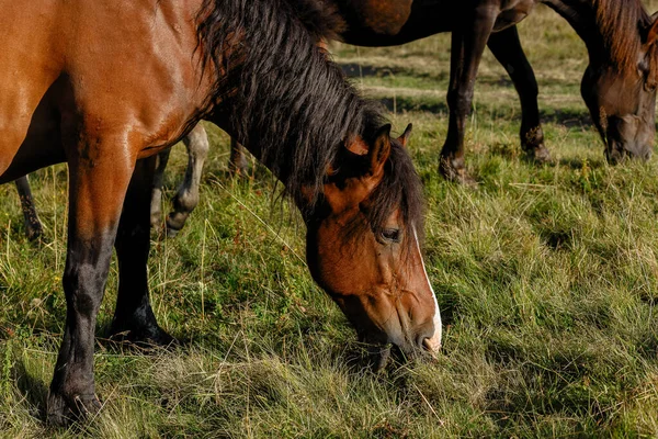 Pferde Weideten Auf Einer Alm Gegen Berge Sommer — Stockfoto